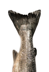 Salmon tail. Concept extraction of fish in the ocean, fish trade, valuable species of fish.