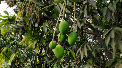 Mango tree with mango fruits and buds.