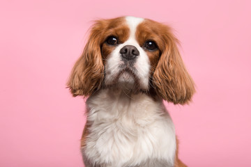 Portrait of a Cavalier King Charles Spaniel dog looking at the camera isolated on a white background