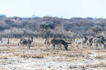 Fototapeta na wymiar Telephoto shot of a group of Burchell's Plains zebras -Equus quagga burchelli- standing on the plains of Etosha National Park, Namibia.