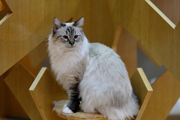 close up one white ragdoll cat sitting on cat tree, Blur background