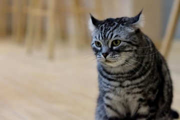 close up one American Curl cat. Blurred  brown floor and chairs background