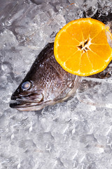 Fresh sea bass fish on ice on a black stone table top view