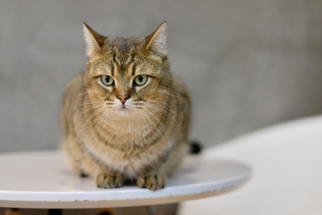 Close up one British Shorthair Cat curling up on white table, looking at camera. Blur gray wall background