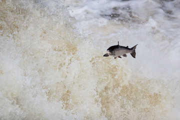 large wild atlantic salmon leaping on water © jamie