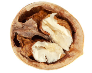 open walnut on white isolated background