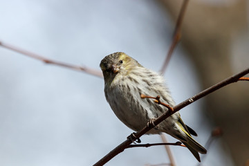 Eurasian siskin spinus spinus female sitting on branch of tree. Cute little yellow songbird. Bird in wildlife.