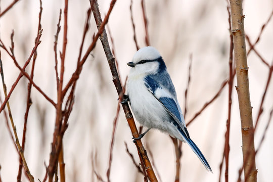 Azure tit Cyanistes cyanus sitting on birch tree branch. Cute rare white little songbird. Bird in wildlife.