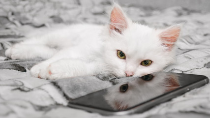 White kitten is playing with a mobile phone. Cats at home