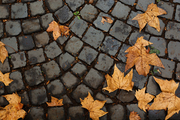 Flat view of autumn yellow maple leaves on wet rainy paving stones street