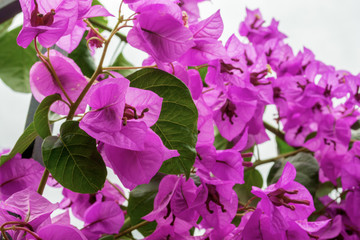 Macro view of bougainvillea - purple bush flowers which are common for Rome, Italy