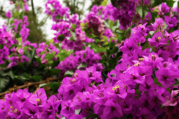 Fototapeta premium Bougainvillea - purple bush flowers which are common for Rome, Italy. Close view