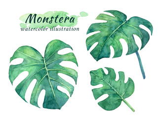 Watercolor tropical set with monstera leaves. - 306906803