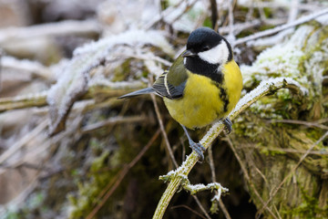 Great Tit Parus major female sitting on frozen twig. Looking for food. 