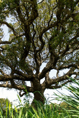 l'arbre de la sagesse