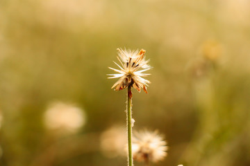 wild flowers in the field