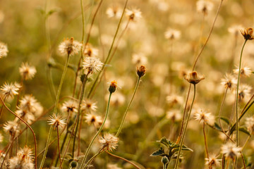 wild flowers in the field