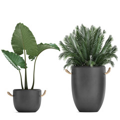 exotic plants in pots on a white background