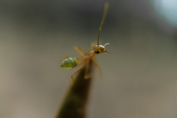 Green Ant in Cairs Australia