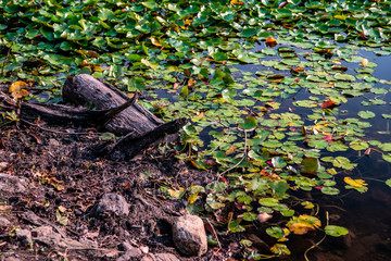 leaves and stones