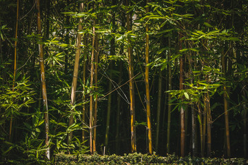 Obraz premium Bamboos