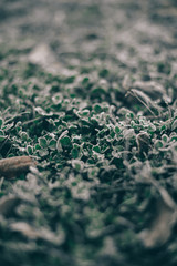 Morning frost on dry grass and leaves
