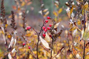 Red berries in the fall