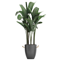 Banana palm in a pot on a white background