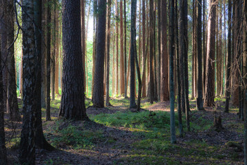 Pine forest at sunny summer day. Backlit with sun rays, looks like a painting.
