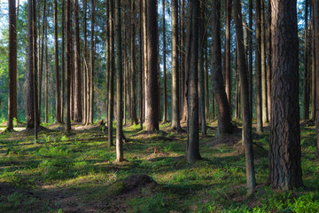 Pine forest at sunny summer day. Backlit with sun rays, looks like a painting.