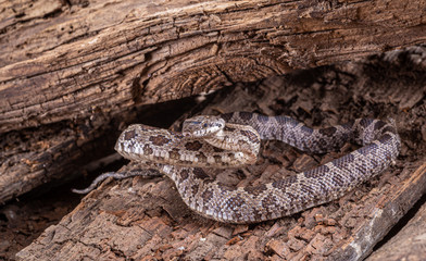 Western Hognose Snake, Heterodon nasicus