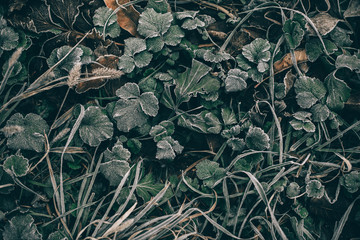 Morning frost on dry grass and leaves
