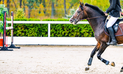 Rider on sorrel horse in jumping show, equestrian sports. Brown horse and man in uniform going to...