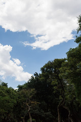 treetop blue sky white clouds