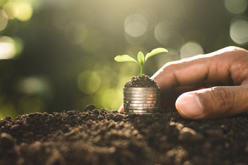 plant in hand