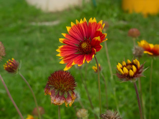 rudbecia in the garden on a clear day in autumn, Russia