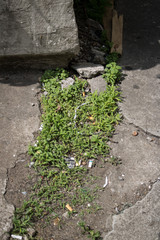 Grass on the sidewalk