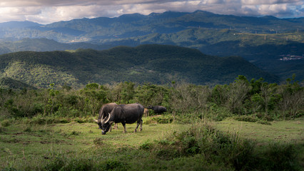 Fototapeta na wymiar Water buffalo grazing in front of mountains - Taiwan