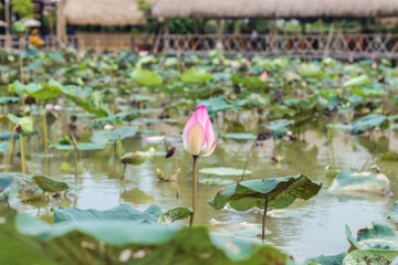 Pink lotus flower on a stem with a closed bud.