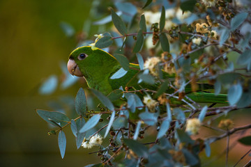 Parrot hiding in the leaves of an eucalyptus