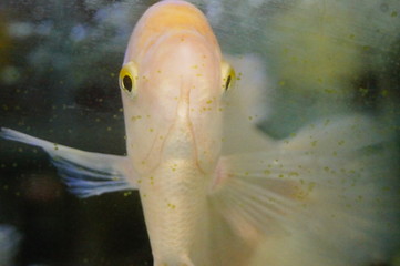 Ornamental fish