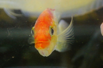Ornamental fish