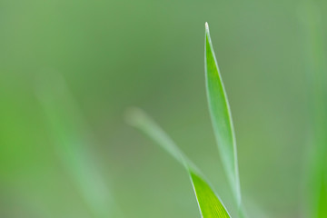 Closeup nature view of green leaf on blurred dark greenery background.