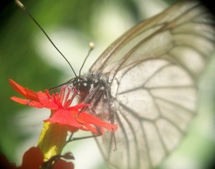 Obraz premium butterfly on leaf