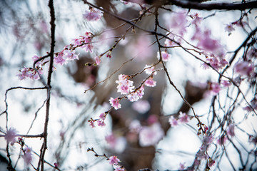 Sakura flower on nature background. Soft focus Cherry Blossom or Sakura flower on nature background