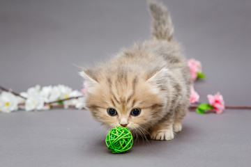 Small shaggy kitten o plays with a ball