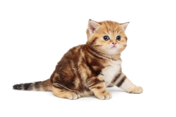 Red, little British kitten