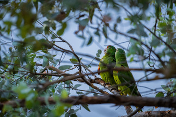Green parrot couple cleaning their feathers