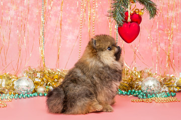 Little Pomeranian puppy and Christmas