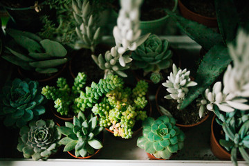 Close up of agave succulent plants, selective focus, toning